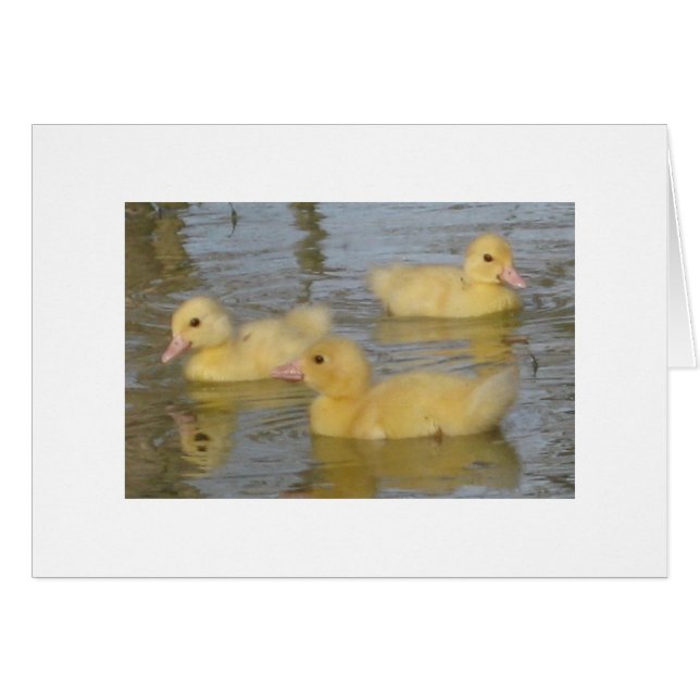 Anadones viejos de tres días de Muscovy (Anverso (Horizontal))