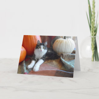 Anakin Gato de Dos Patas & Calabazas Tarjeta de Ot