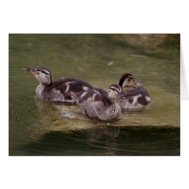 Anas platyrhynchos (Anverso (Horizontal))