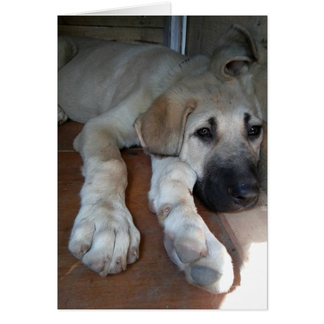 Anatolian Shepherd (Frente)