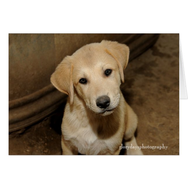 Anatolian Shepherd Puppy (Anverso (Horizontal))