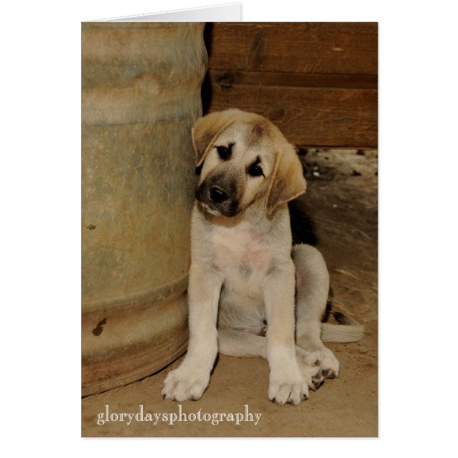 Anatolian Shepherd Puppy (Frente)