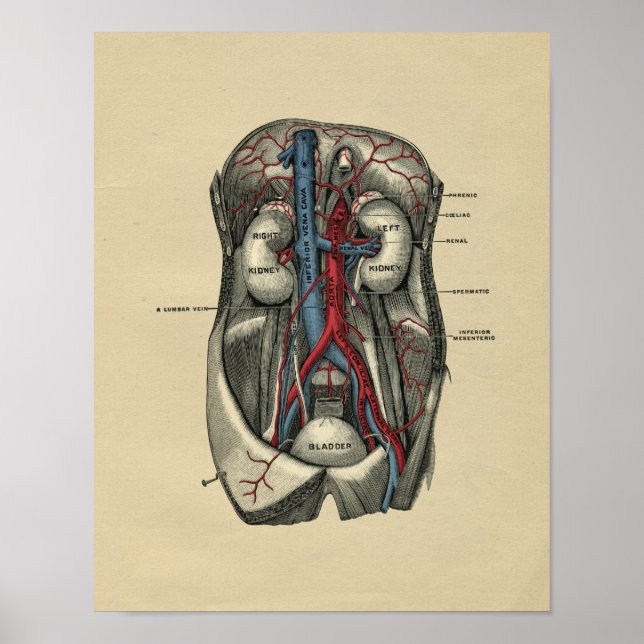 Anatomía abdominal humana 1902 Impresión vintage (Frente)