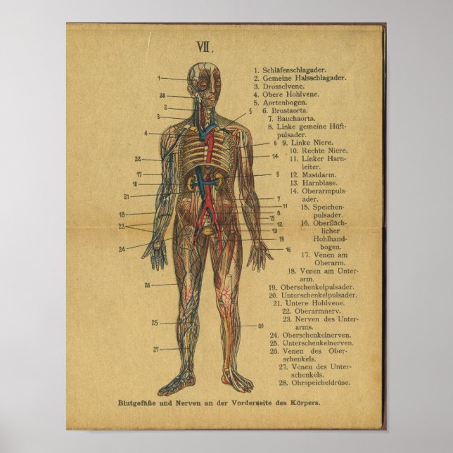 Anatomía alemana vintage arterias de impresión ner (Frente)