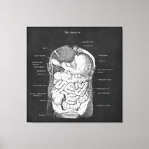 Anatomía Arte Intestino Decoración Gastroenterólog