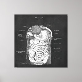 Anatomía Arte Intestino Decoración Gastroenterólog