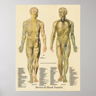 Anatomía Arterias Posters venas Nervios Linfa