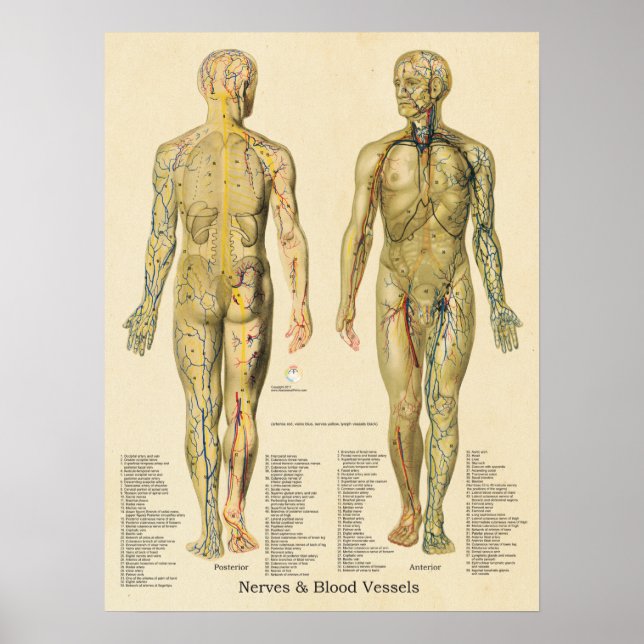 Anatomía Arterias Posters venas Nervios Linfa (Frente)