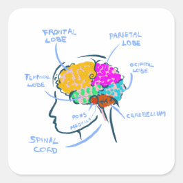 Anatomía cerebral ilustracion pintado con etiqueta