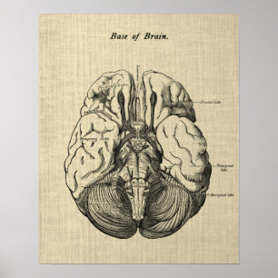 Anatomía cerebral n.º 3 Arte con fondo crema