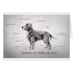 Anatomía correcta de un golden retriever
