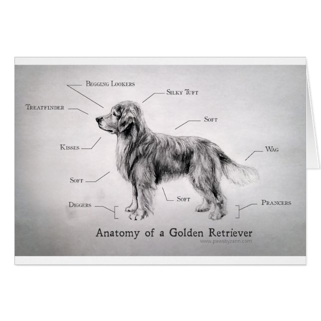 Anatomía correcta de un golden retriever (Anverso (Horizontal))