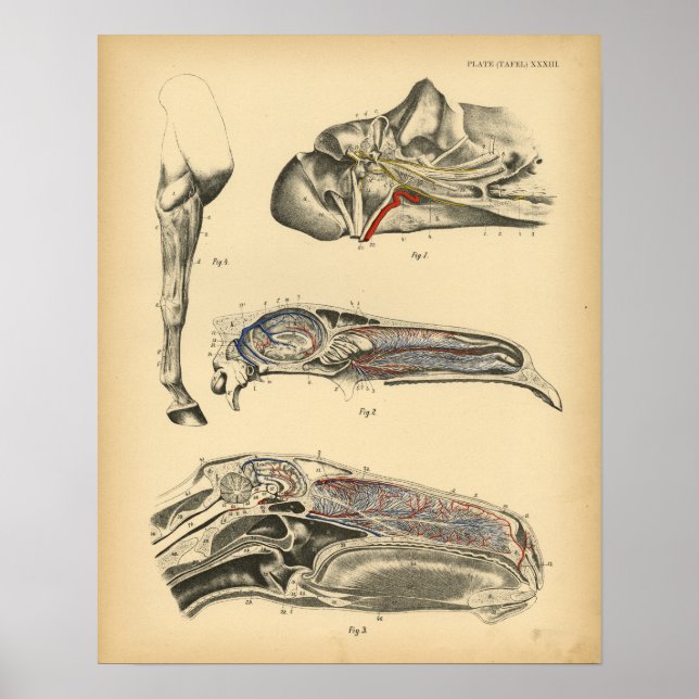 Anatomía de cabeza de caballo 1908 Impresión de ép (Frente)