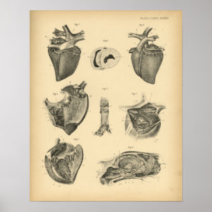 Anatomía de corazón de caballo 1908 Impresión de é