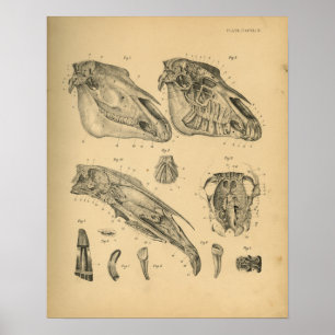 Anatomía de cráneo de caballo 1908 Impresión de ép