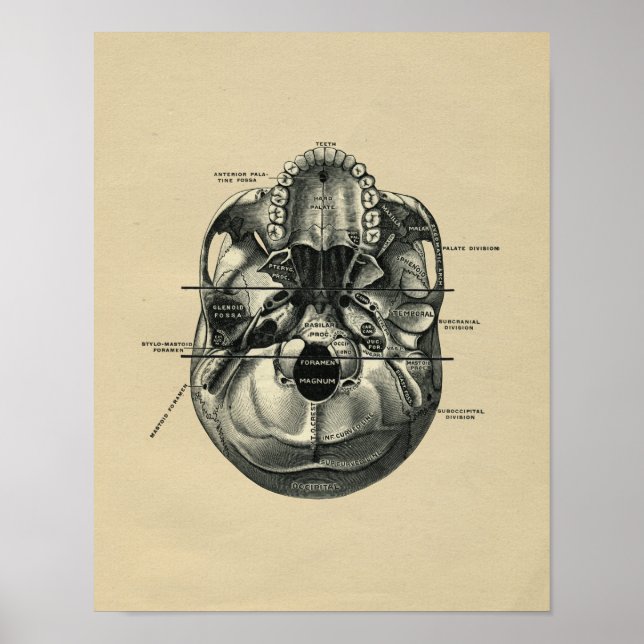 Anatomía de cráneo humana 1902 Impresión de cosech (Frente)