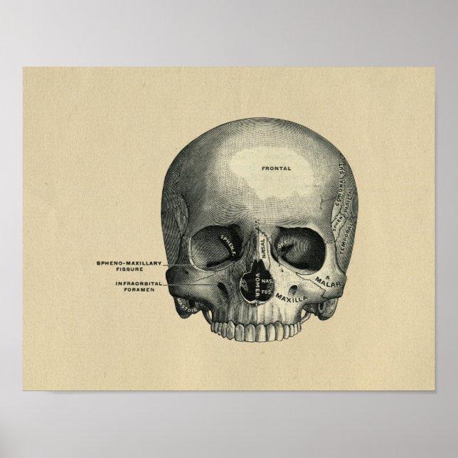 Anatomía de cráneo humana 1902 Impresión de cosech (Frente)