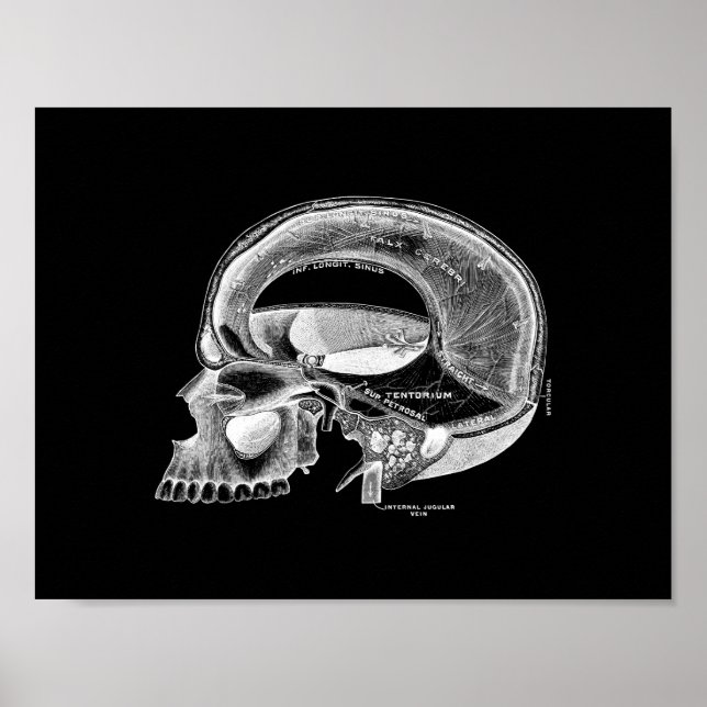 Anatomía de cráneo humano en impresión en blanco y (Frente)