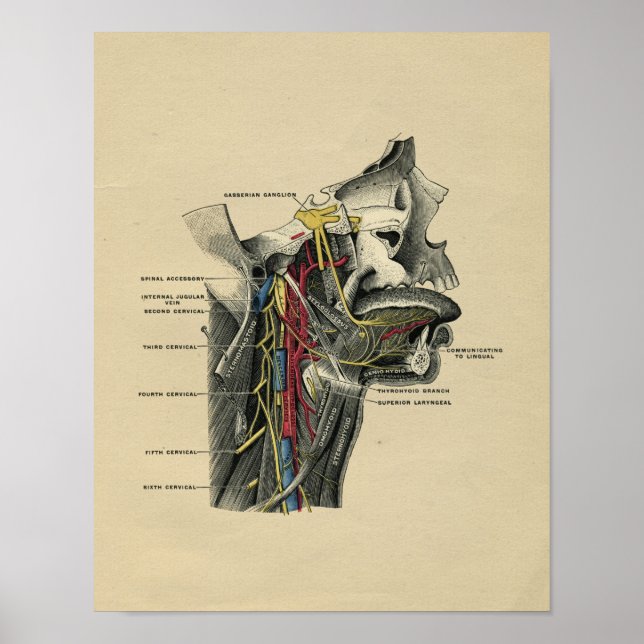 Anatomía de cuello humano 1902 Impresión de cosech (Frente)