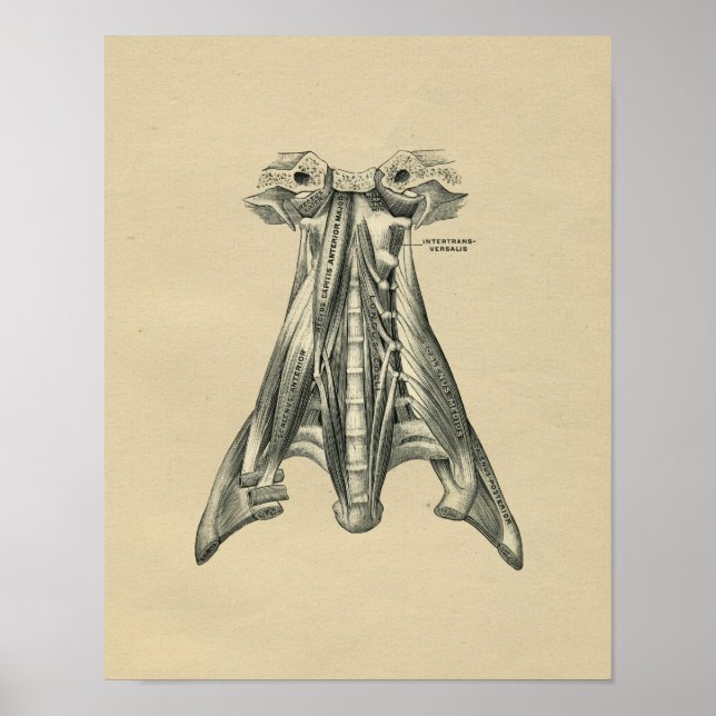 Anatomía de cuello humano 1902 Impresión de cosech (Frente)