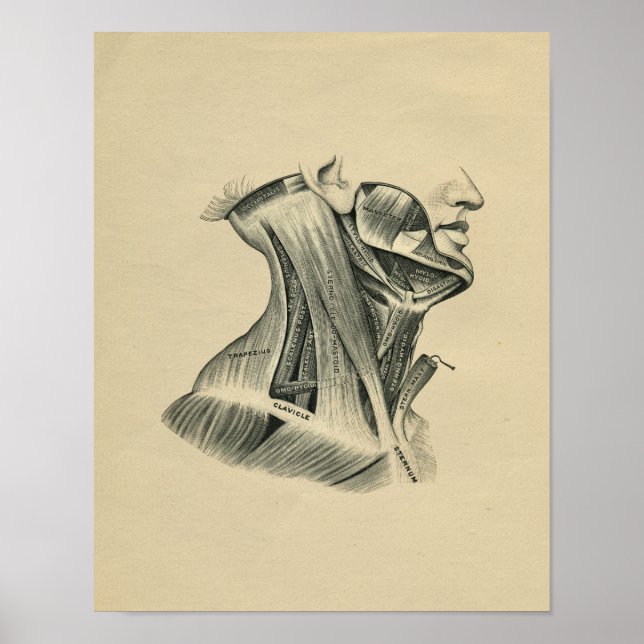 Anatomía de cuello humano 1902 Impresión de cosech (Frente)