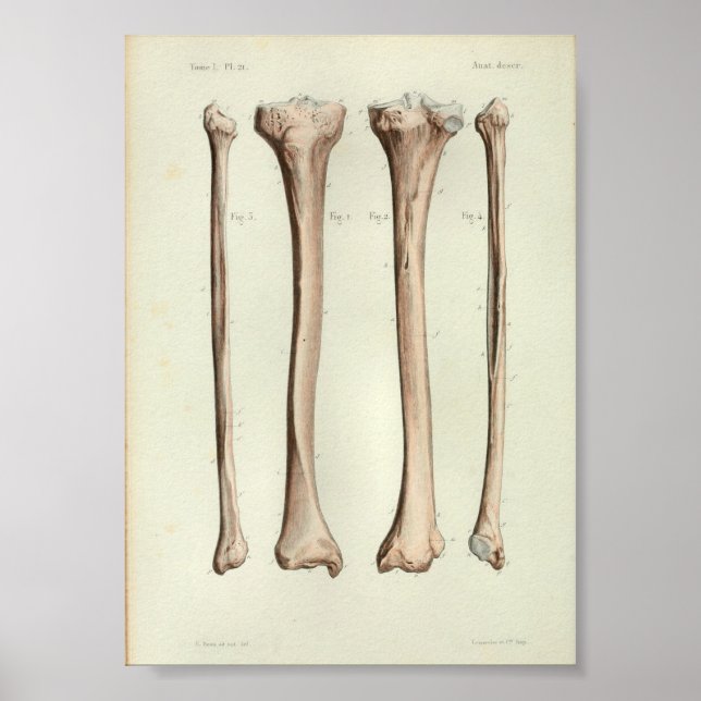 Anatomía de época 1844 Impresión de tibia fibula (Frente)