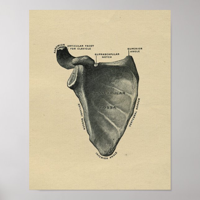 Anatomía de Escápula Humana 1902 Impresión de époc (Frente)