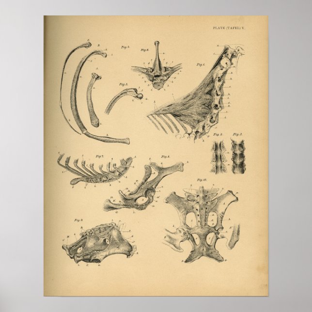 Anatomía de espina cervical equina 1908 Impresión  (Frente)