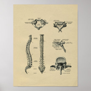 Anatomía de espina humana 1902 Impresión de cosech