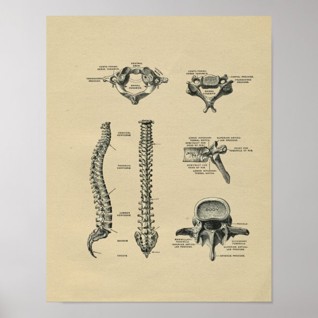 Anatomía de espina humana 1902 Impresión de cosech (Frente)