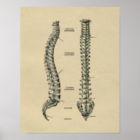 Anatomía de espina humana 1902 Impresión de cosech