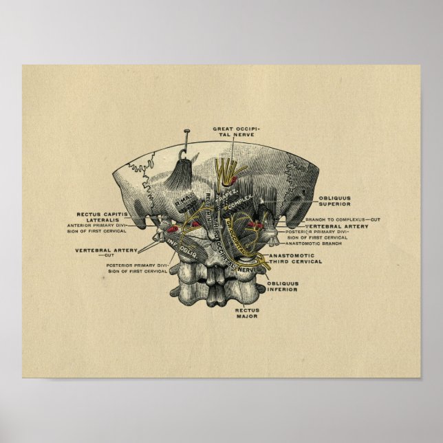 Anatomía de espina humana 1902 Impresión de cosech (Frente)