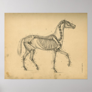 Anatomía de esqueleto de caballo 1908 Impresión de