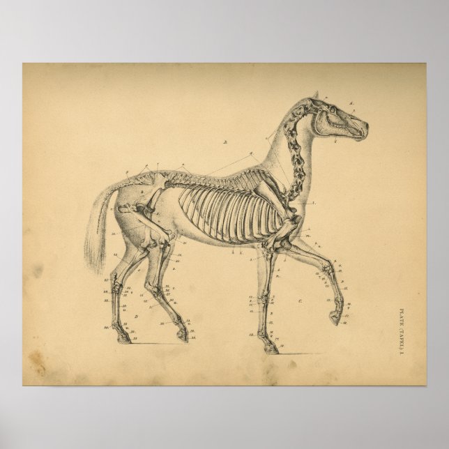 Anatomía de esqueleto de caballo 1908 Impresión de (Frente)