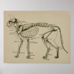 Anatomía de esqueleto de gato Impresión veterinari