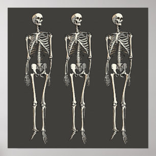 Anatomía de esqueleto humano dibujo de arte pop có
