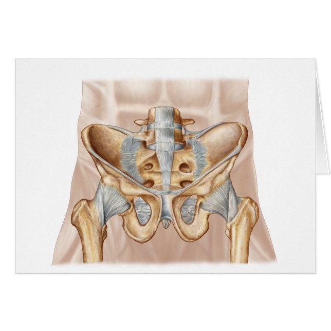 Anatomía De Hueso Pélvico Y Ligaments Humanos (Anverso (Horizontal))