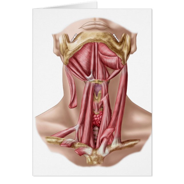 Anatomía De Humano Hioide Humano Humano Hueso Y Mú (Frente)