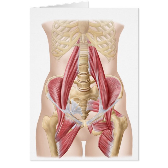Anatomía De Iliopsoa, Los Músculos Dorsales Del Hi (Frente)
