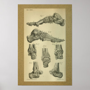 Anatomía de impresión de 1850 Anclaje de pie de vi
