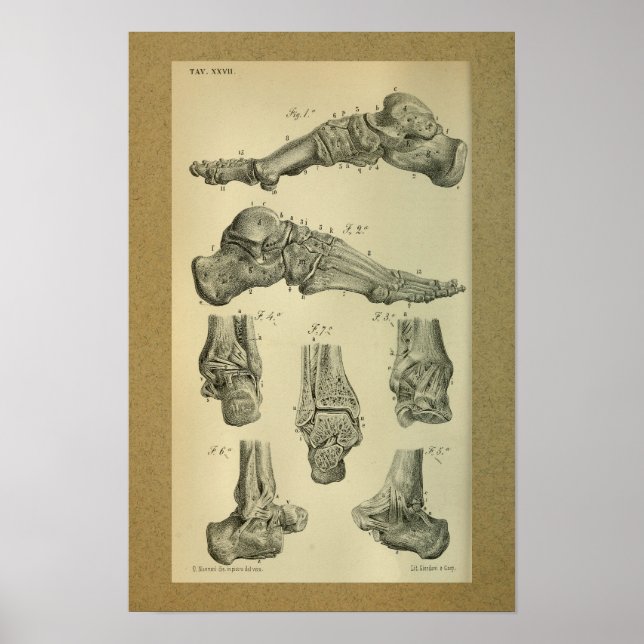 Anatomía de impresión de 1850 Anclaje de pie de vi (Frente)