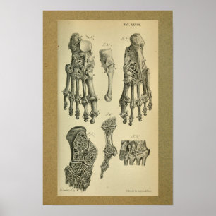 Anatomía de impresión de 1850 Anclaje de pie de vi