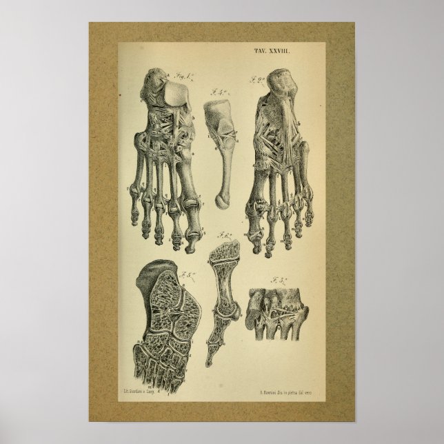 Anatomía de impresión de 1850 Anclaje de pie de vi (Frente)