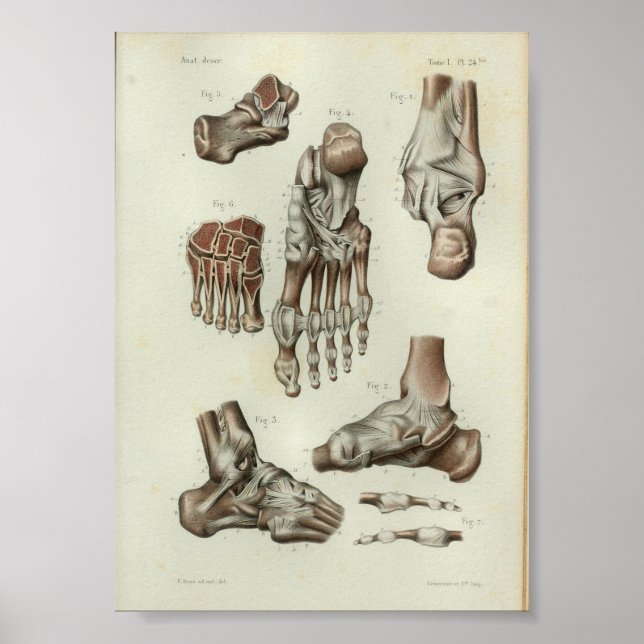 Anatomía de impresión en pie de 1844 (Frente)