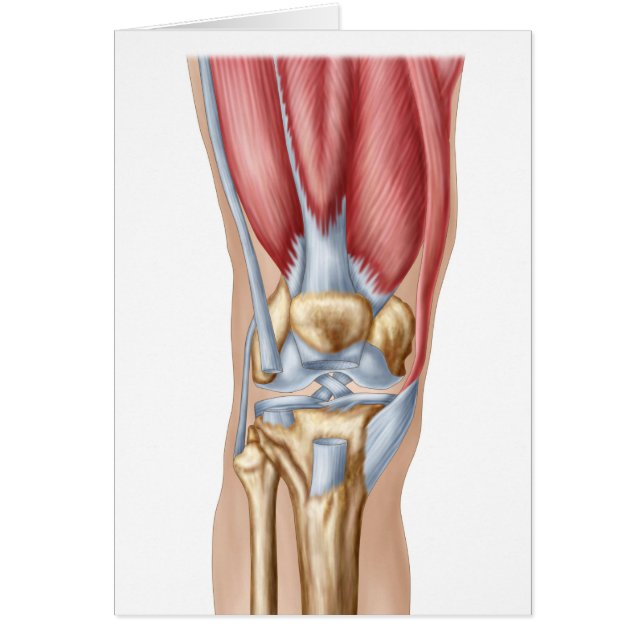 Anatomía De La Articulación De La Knee Humana (Frente)