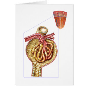 Anatomía De La Cápsula Glomerular De Bowman