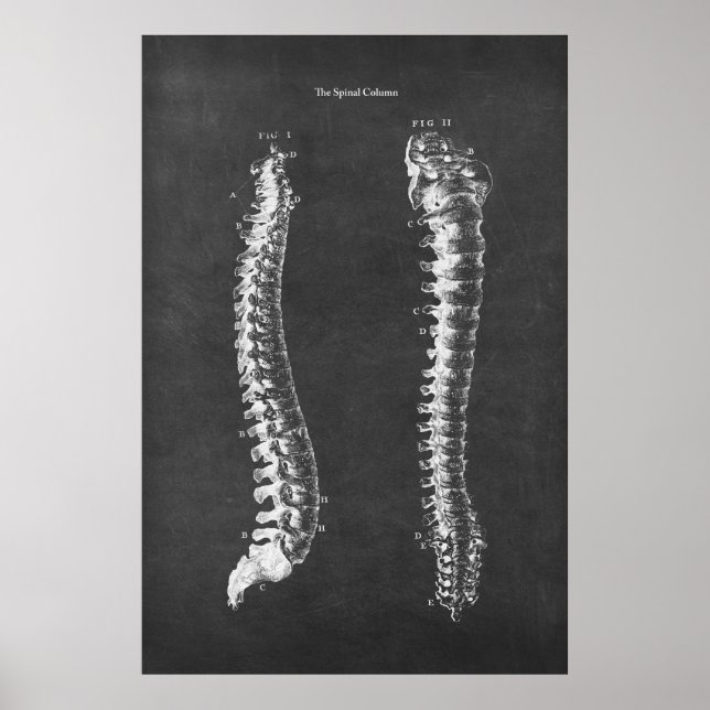 Anatomía de la columna vertebral Arte de terapia f (Frente)