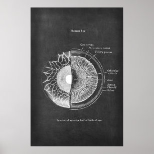 Anatomía de la decoración oftometrista de ojos hum
