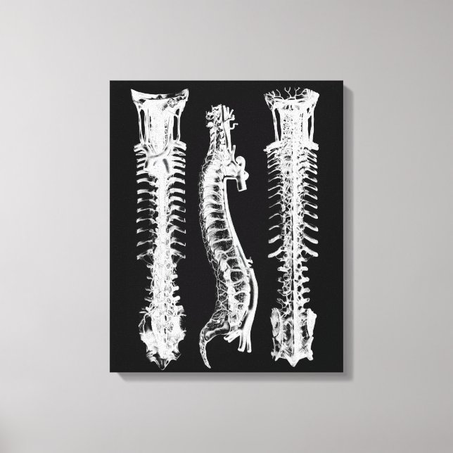 Anatomía de la espina dorsal humana de gran arte d (Anverso)
