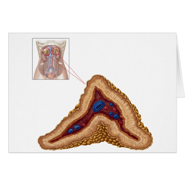 Anatomía De La Glándula Adrenal, Sección Transvers (Anverso (Horizontal))